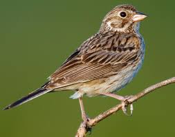 sparrow
